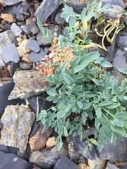 Podistera yukonensis
