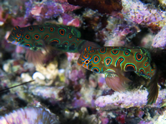 Synchiropus picturatus