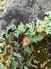 Podistera yukonensis