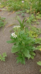 Tournefortia sibirica