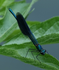 Calopteryx splendens