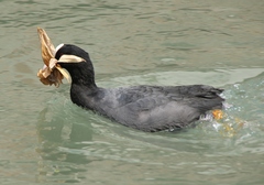 Fulica atra
