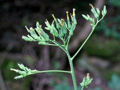 Lactuca quercina
