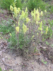 Castilleja pallida yukonis