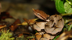 Deinagkistrodon acutus