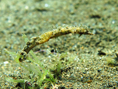 Acentronura breviperula