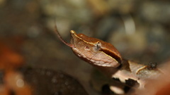 Deinagkistrodon acutus