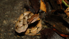 Deinagkistrodon acutus