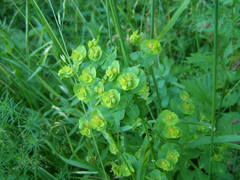 Euphorbia borodinii