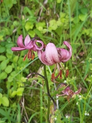 Lilium martagon