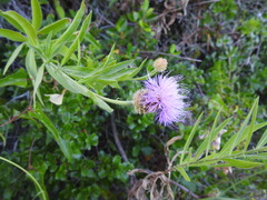 Cheirolophus sempervirens