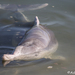 Australian Humpback Dolphin - Photo (c) Adriana Labate, some rights reserved (CC BY-NC), uploaded by Adriana Labate