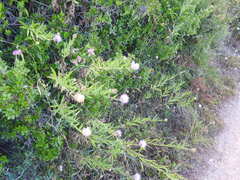 Cheirolophus sempervirens