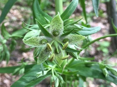 Frasera caroliniensis