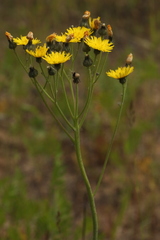 Pilosella rothiana