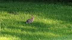 Sylvilagus floridanus