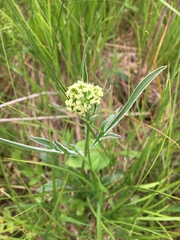 Valeriana edulis