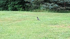 Turdus migratorius