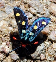 Arniocera auriguttata