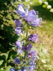Echium vulgare