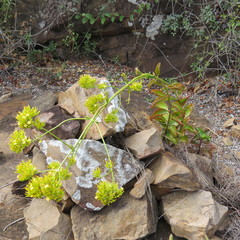 Kalanchoe sexangularis image