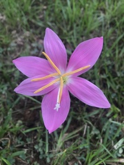 Zephyranthes carinata