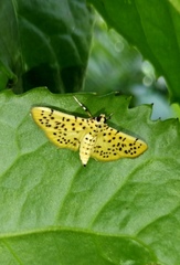 Conogethes punctiferalis