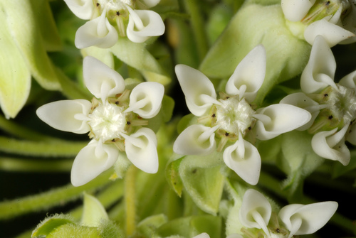 common milkweed (Asclepias syriaca)