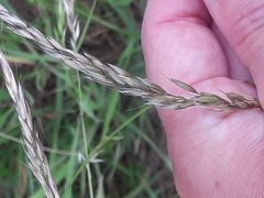 Arrhenatherum elatius elatius