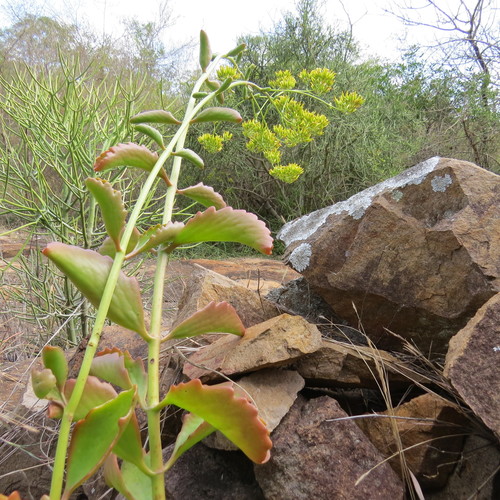 Kalanchoe sexangularis image