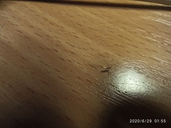 Diptera