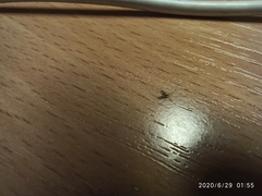 Diptera
