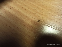 Diptera