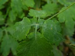 Erysiphe macleayae