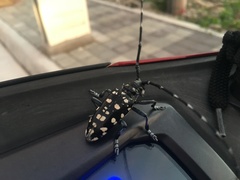 Anoplophora macularia