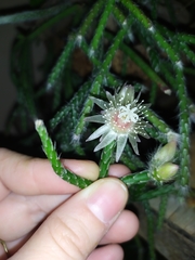 Rhipsalis pilocarpa
