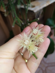 Rhipsalis pilocarpa