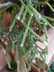 Rhipsalis pilocarpa
