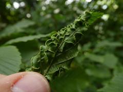 Aculops macrotrichus