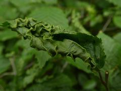 Aculops macrotrichus