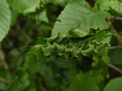 Aculops macrotrichus