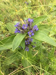 Gentiana cruciata cruciata