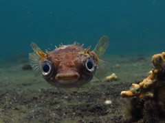 Cyclichthys orbicularis