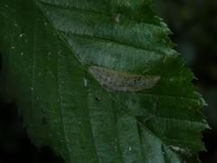 Phyllonorycter tenerella