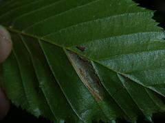 Phyllonorycter tenerella