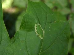 Phyllonorycter joannisi