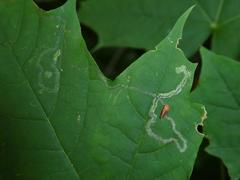 Stigmella aceris