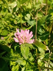 Trifolium pratense