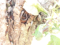 Acanthoiulus fuscipes