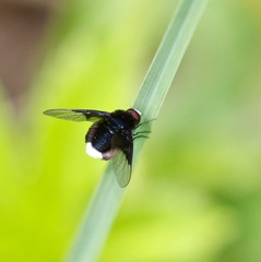 Ogcodocera leucoprocta